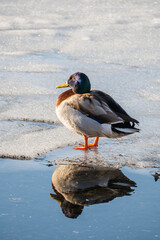 氷の上のマガモ　オス