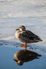 氷の上のマガモ　メス