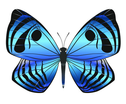 Blue butterfly with wings spread. Stylized design for surface design, pattern, prints, sticker, social media, tattoos. Vector illustration isolated on white background. Insect Semomesia Capanea