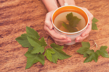 Female hands holding a big cup of herbal tea from black currant green leaves on wooden background