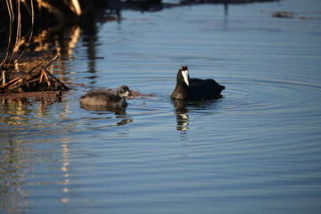 Red-knobbed Coot Feeding its young, Showing it the ropes. Taken in Maryvale in South Africa.