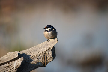 White-Throated Swallow Sitting Perched in the sun.
Taken in Maryvale in South Africa