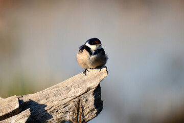 Obraz na płótnie Canvas White-Throated Swallow Sitting Perched in the sun. Taken in Maryvale in South Africa