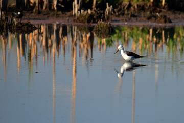 Bird in shallow waters looking for food to feed its young babies showing its beautiful reflection in the mirror water