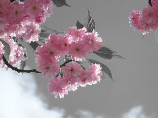 Fototapety  styl vintage dwutonowy delikatny różowy wiosenny kwiat wiśni na tle monochromatycznego nieba z chmurami