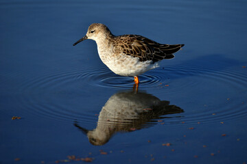 Bird in shallow waters looking for food to feed its young babies showing its beautiful reflection in the mirror water