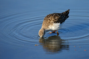 Bird in shallow waters looking for food to feed its young babies showing its beautiful reflection in the mirror water