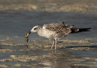 Lesser Black-backed Gull with a crab at Busaiteen coast, Bahrain