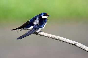 White-Throated Swallow cleaning itself in the sun after bathing in the river, taken in Maryvale in South Africa