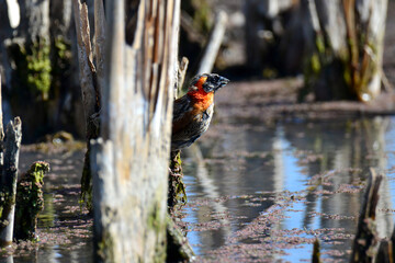 Red headed Bishop sitting on some twigs looking around at marvale south africa
