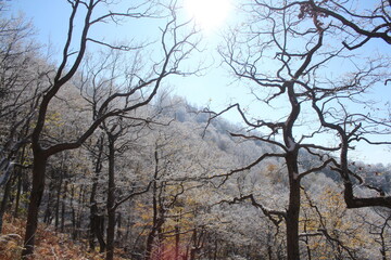 deciduous trees in the snow in the mountains