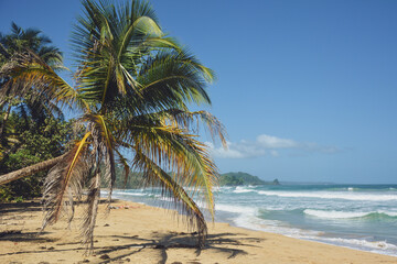 Palm trees and pristine beaches on the San Blas Islands in Panama