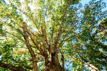 Big late summer tree from underneath on a sunny day