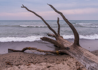 Dead tree on beach; increasing water levels and erosion