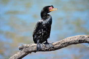 Ugly red eyed black bird sitting on a branch
