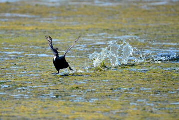 Red-knobbed Coot fighting and intimidating aggressively for its territory, taken in Maryvale in South Africa  