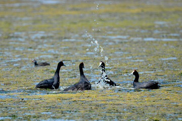 Red-knobbed Coot fighting and intimidating aggressively for its territory, taken in Maryvale in South Africa  