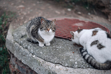 White cat is sitting outside, Fluffy white cat, homeless cat concept