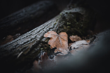 Frost-covered dry autumn leaf on a dark blurred background