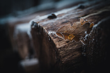 Frost-covered dry autumn leaf on a dark blurred background