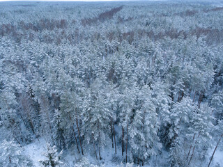 
snow-covered forests tops of trees in snow from drone frosty winter cold
