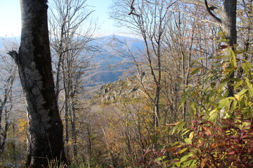 Naklejka premium deciduous trees in the snow in the mountains