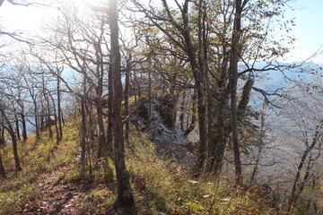 deciduous trees in the snow in the mountains