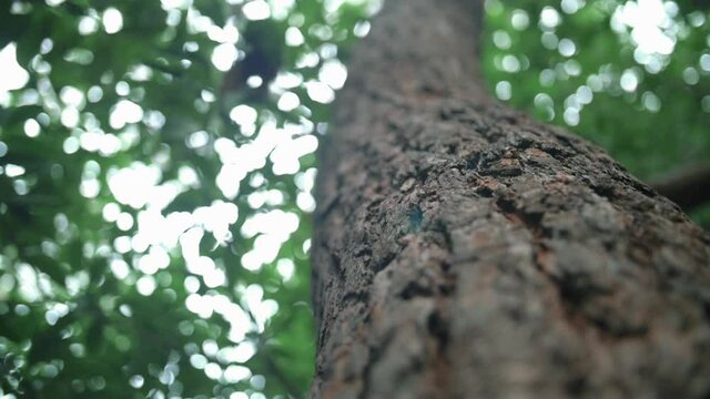 Coarse Bark Of An Old Tree In The Forest Against Blurry Foliage At Kurnell National Park In New South Wales, Australia. - Rack Focus Shot