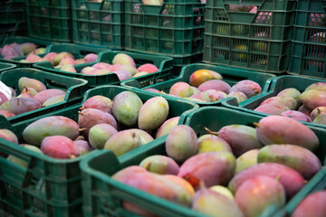 Freshly harvested mango in plastic crates in fruit packaging warehouse