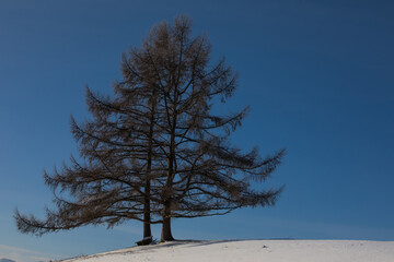 Einsamer Baum im Winter