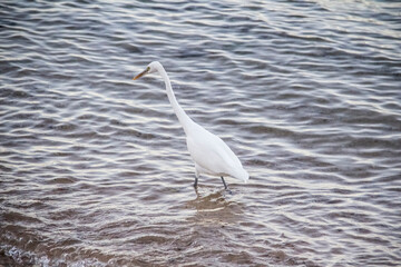 Egyptian heron walk in the dirty sea in the Hurghada in the Egypt. The white bird in the sea on the beach