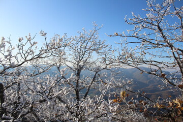 hoarfrost trees on the top of the mountain