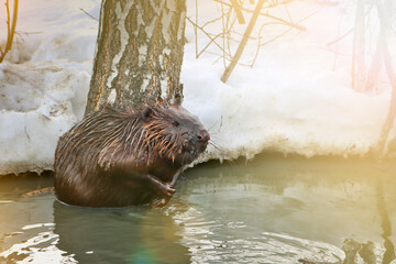 European beaver gnaws young willow shoots in a muddy river in early spring. Videos of wild animals in nature. Close-up. © ss404045