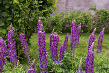 Close-up view of purple lupine in the nature during spring season in Patagonia, Argentina