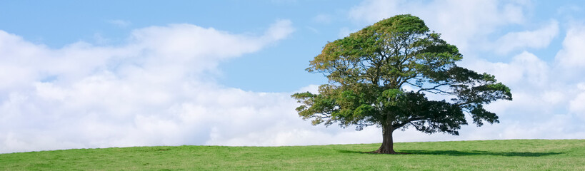 Single lonely tree in green field during summer