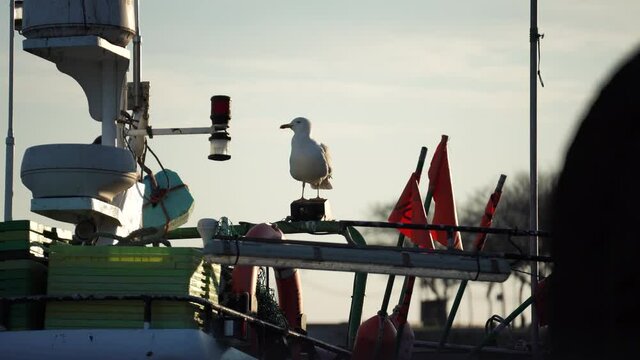 Seagull on a top of the boat - 4k