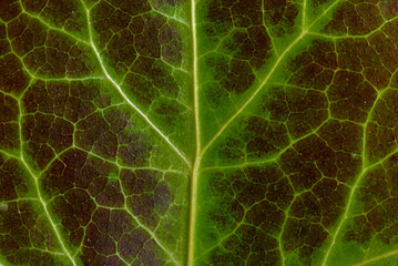 Ivy leaf texture as natural background. Close-up detail. Pattern created from capillaries.