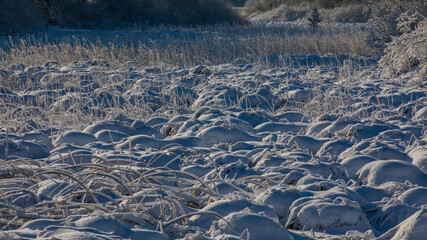 Halme im Winter