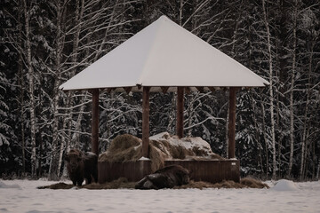 Żubry w zimie muszą być dokarmiane © Paweł Mielko