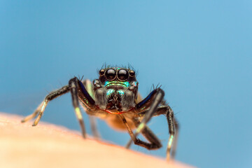 Close up image of jumping spider. macro mode close up shot animal and insect.