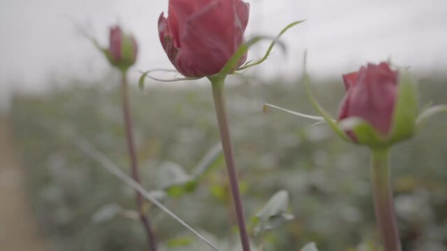 Three red roses with green and purple stems and leaves are in a greenhouse of a rose plantation.