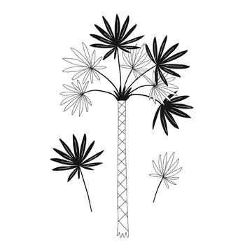 Decorative palm tree leaves isolated illustration. Jungle plant black and white childish graphic drawing Perfect for one colour silk screen printing t-shirt design