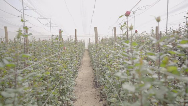 View of a hallway in a greenhouse of a rose plantation. Several red roses with green leaves and stems are next to the hallways.