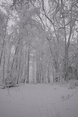 Fototapeta premium Snow covered forest in winter