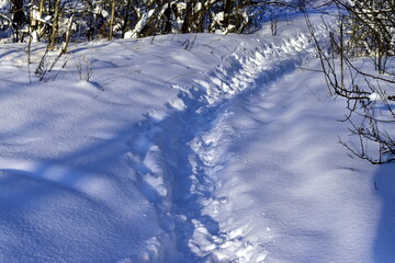 path through the snowy forest