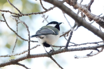 シジュウカラが振り返った