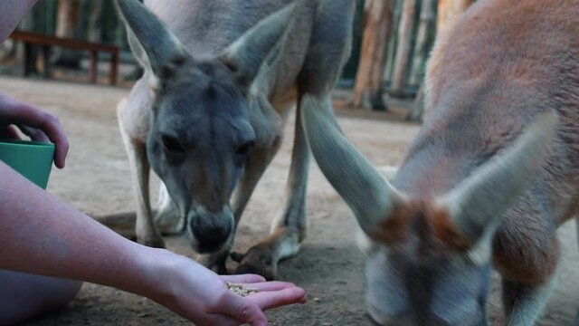 Hand feeding adorable, friendly Kangaroos - close up