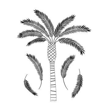 Decorative palm tree leaves isolated illustration. Jungle plant black and white childish graphic drawing Perfect for one colour silk screen printing t-shirt design