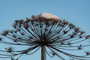The cap of snow on the dry flower of cow parsnip