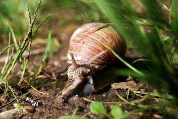 Portrait einer neugierigen Schnecke - Perspektive von vorne